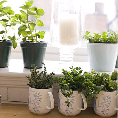 grow-own-herbs