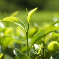 Green Tea Weight Loss Studies